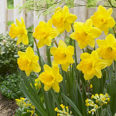 Early Arrival Bulb Collection