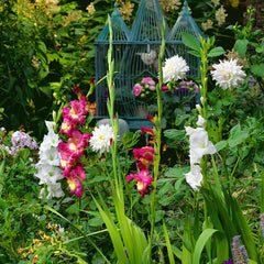 Polar Bear Gladiolus