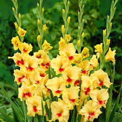 Jester Gladiolus
