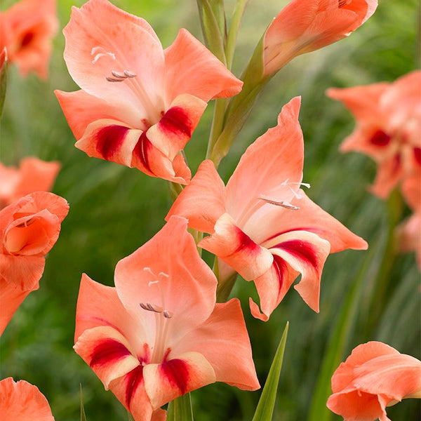 Nathalie Hardy Gladiolus