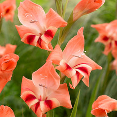Nathalie Hardy Gladiolus