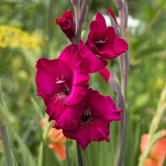Hot Summer Heights Bulb Collection
