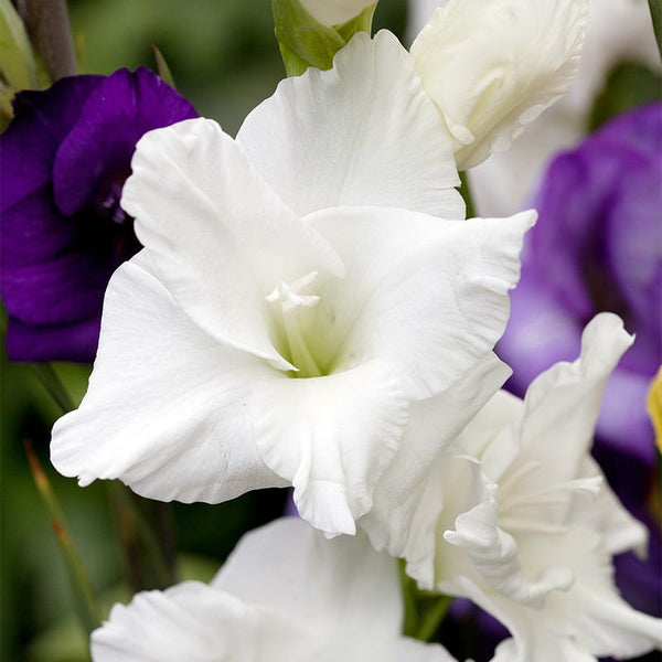 Polar Bear Gladiolus
