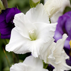 Polar Bear Gladiolus