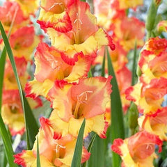 Limited Edition Hummingbird Lovers Bulb Collection