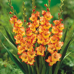 Princess Margaret Rose Gladiolus