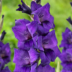 Rainbow Gladiolus Collection