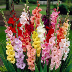 Rainbow Gladiolus Mix