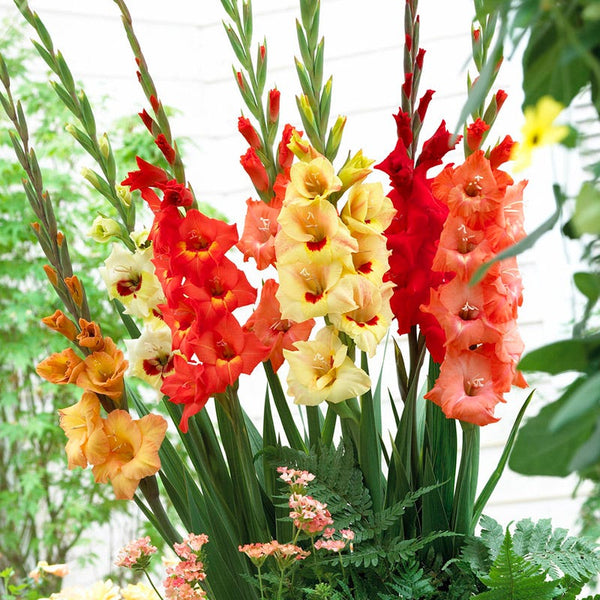 Sunrise Gladiolus Mix