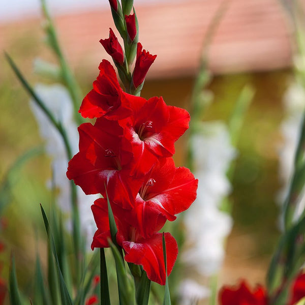 Traderhorn Gladiolus