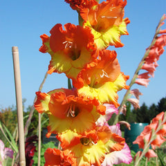 Princess Margaret Rose Gladiolus
