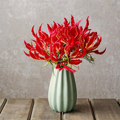 Gloriosa Lily