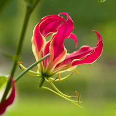 Rainforest Retreat Bulb Collection