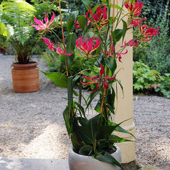 Gloriosa Lily