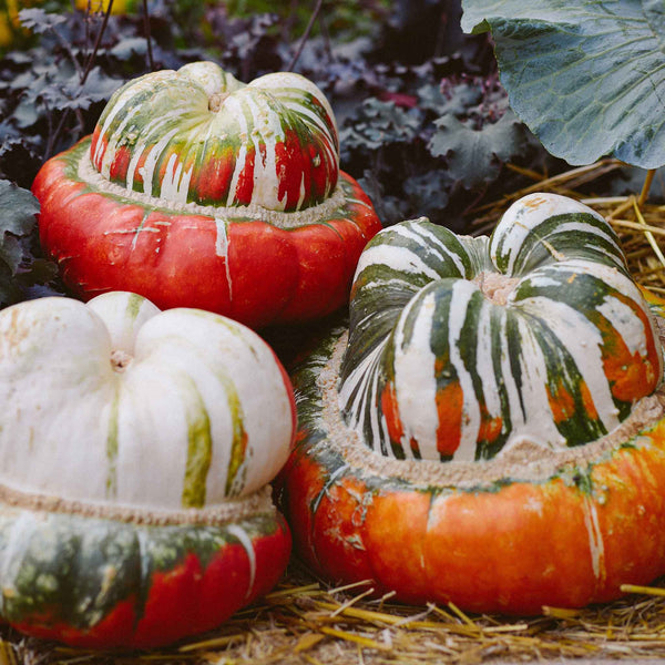 Squash Seeds (Winter) - Turks Turban