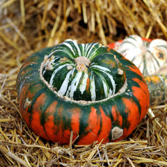 Squash Seeds (Winter) - Turks Turban