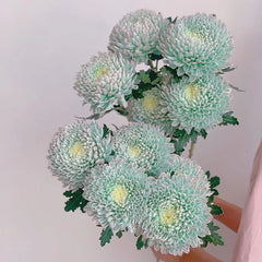 Rare Peony Chrysanthemum