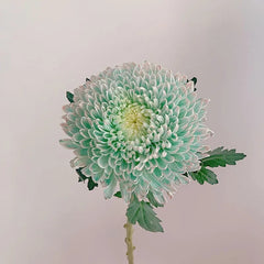 Rare Peony Chrysanthemum