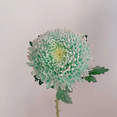 Rare Peony Chrysanthemum