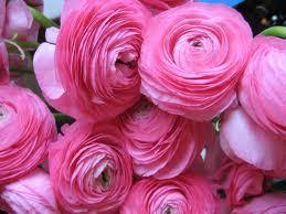 Pink Color Flower Ranunculus Corms Bulbs Persian Buttercup Growing Bonsai Roots Rhizomes Tubers Potted Planting Reblooming Fragrant Garden Species Blooms Flower Seeds Plant Gardening