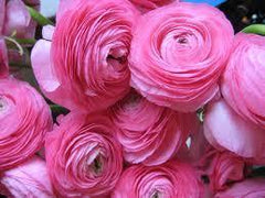Pink Color Flower Ranunculus Corms Bulbs Persian Buttercup Growing Bonsai Roots Rhizomes Tubers Potted Planting Reblooming Fragrant Garden Species Blooms Flower Seeds Plant Gardening - Seedsplant