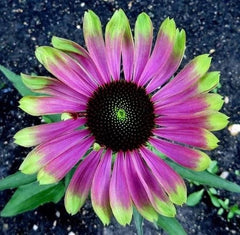 Cyberpunk Hybrid Sunflower Seeds