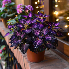 Rare Galaxy Polka Dot Begonia Seeds