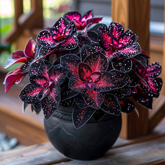 Rare Galaxy Polka Dot Begonia Seeds