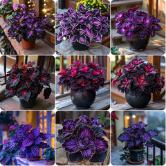 Rare Galaxy Polka Dot Begonia Seeds