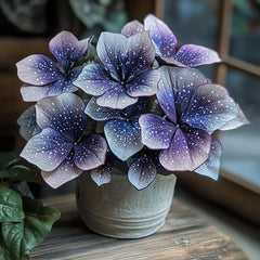 Plum Silver Star Begonia Seeds