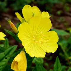 Missouri Primrose Seeds(Dwarf)