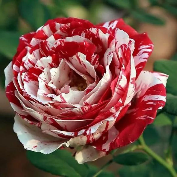 'Variegata di Bologna' Rose Seeds