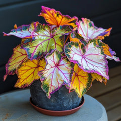 Golden Twilight Begonia Seeds