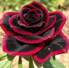 Lace black Rose Seeds