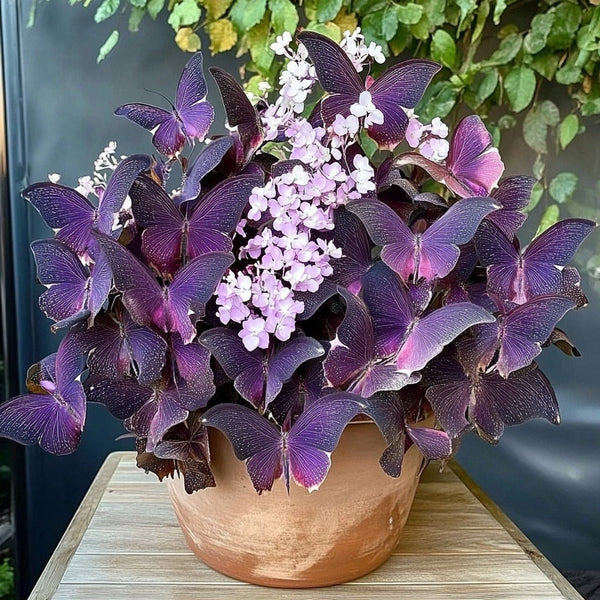 Charming Butterfly Plant Seeds