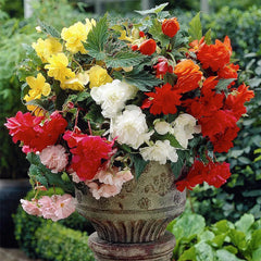 Lacy Edged Begonia Seeds