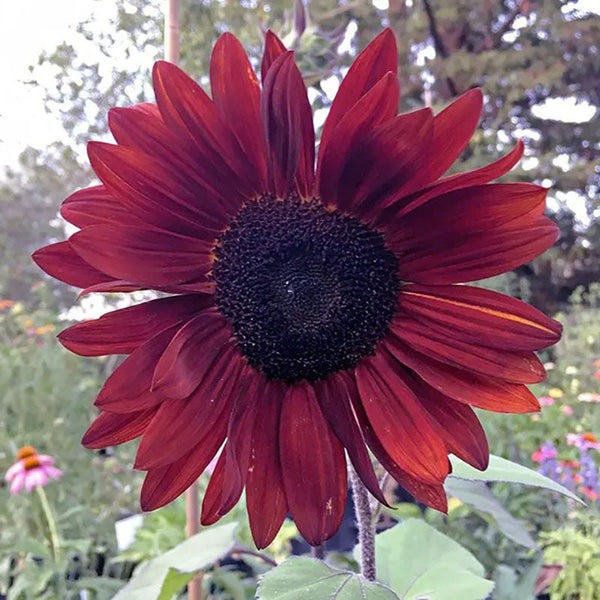 Red Wine Sunflower Seeds