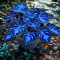 Fast Growth Dark Blue Caladium Bicolor Seeds