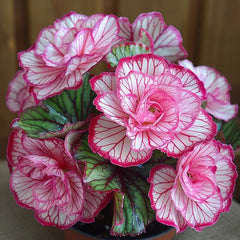 Rare Twin Begonia Seeds