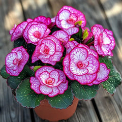 Begonia Rex 'Peppermint Twist' Seeds