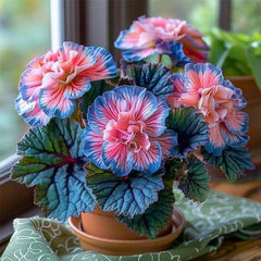 Painted Begonia Seeds