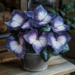 Plum Silver Star Begonia Seeds