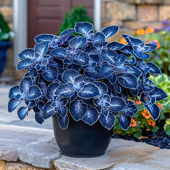 Rare Galaxy Polka Dot Begonia Seeds