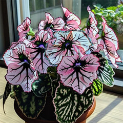 Eclipse Petal Begonia Seeds