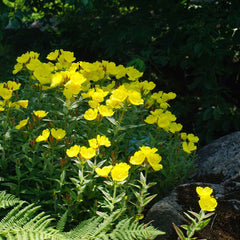 Yellow Evening Primrose Seeds