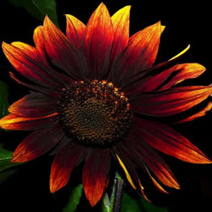 Red Wine Sunflower Seeds