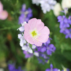 Showy Evening Primrose Seeds