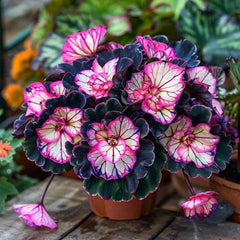 Painted Begonia Seeds