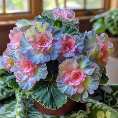 Rare Begonia Seeds - Blue and Pink