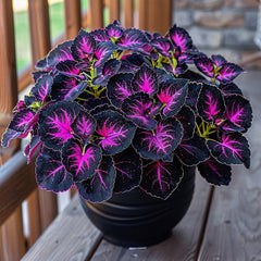 Rare Galaxy Polka Dot Begonia Seeds
